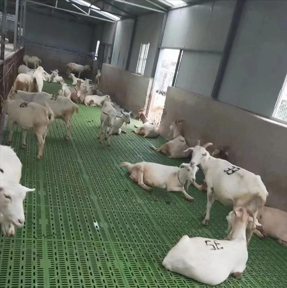 湖羊养殖技术及养殖效益,甲鱼养殖和乌鱼养殖哪个效益好