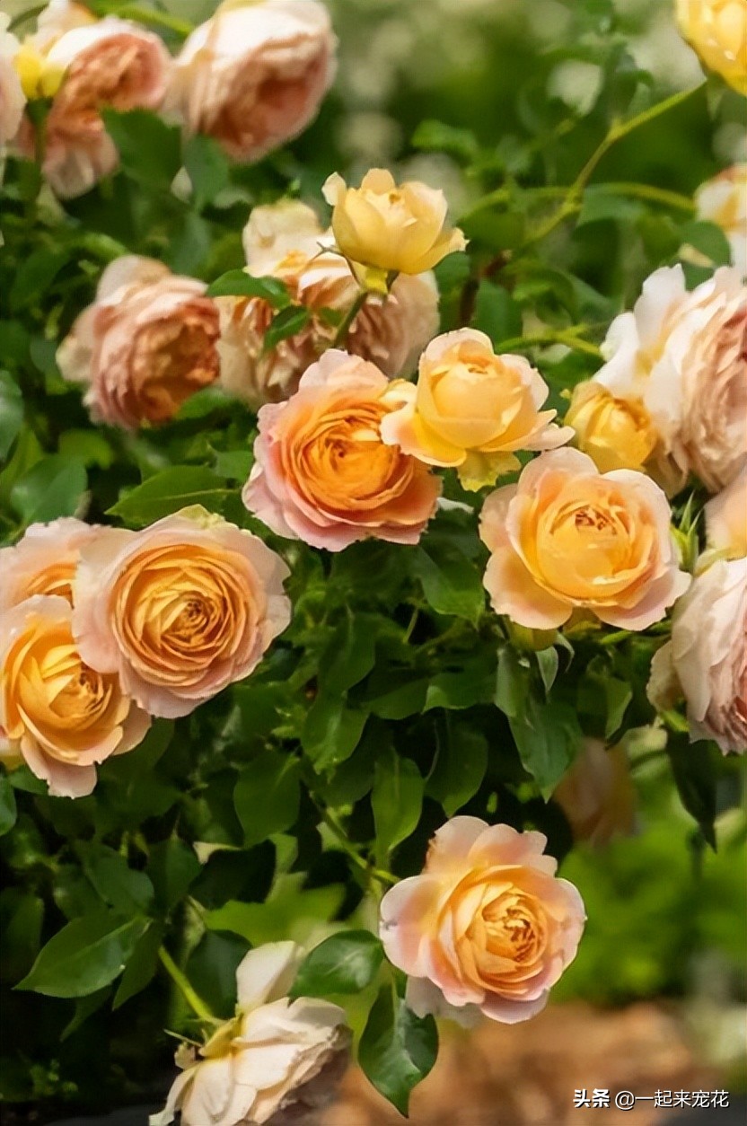 耐热名贵月季十大品种图片,耐晒的月季花有哪些视频