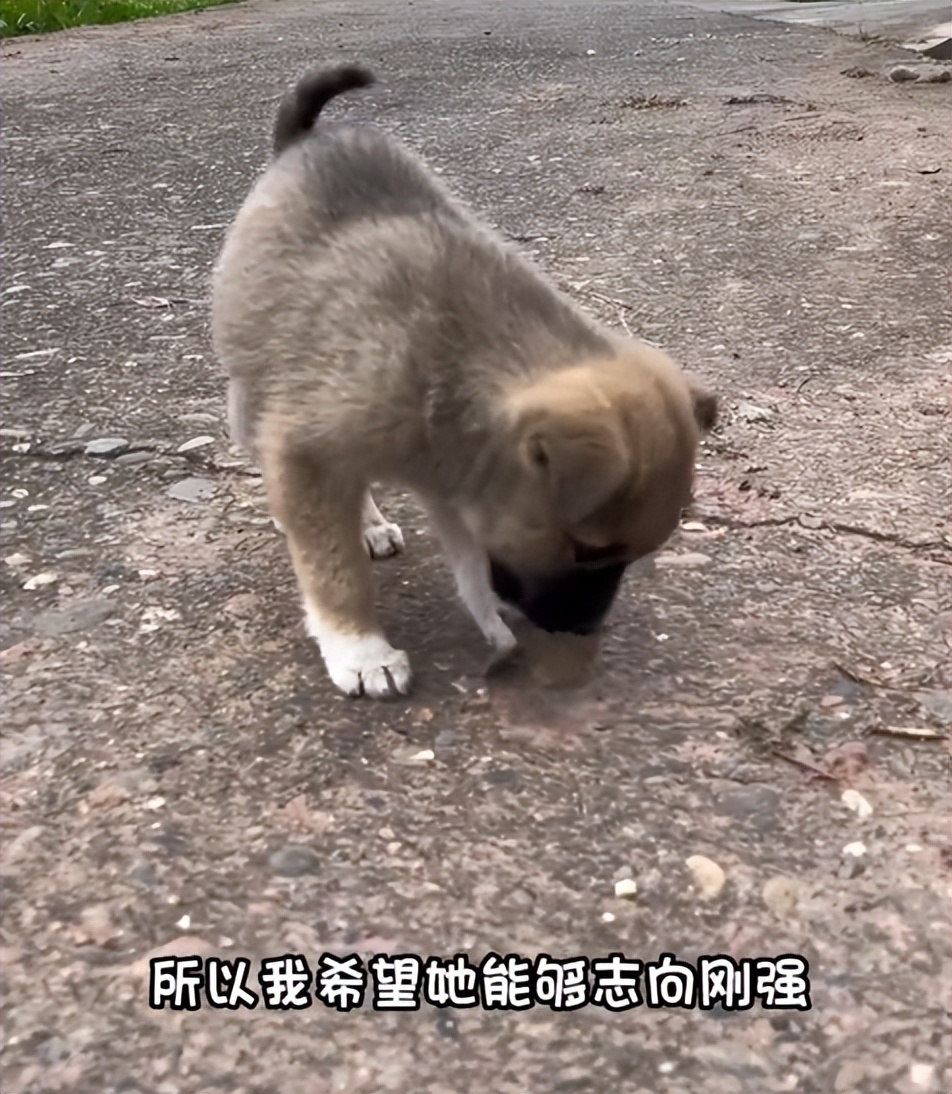 搜救犬起什么名字合适,搜救犬名字怎么取