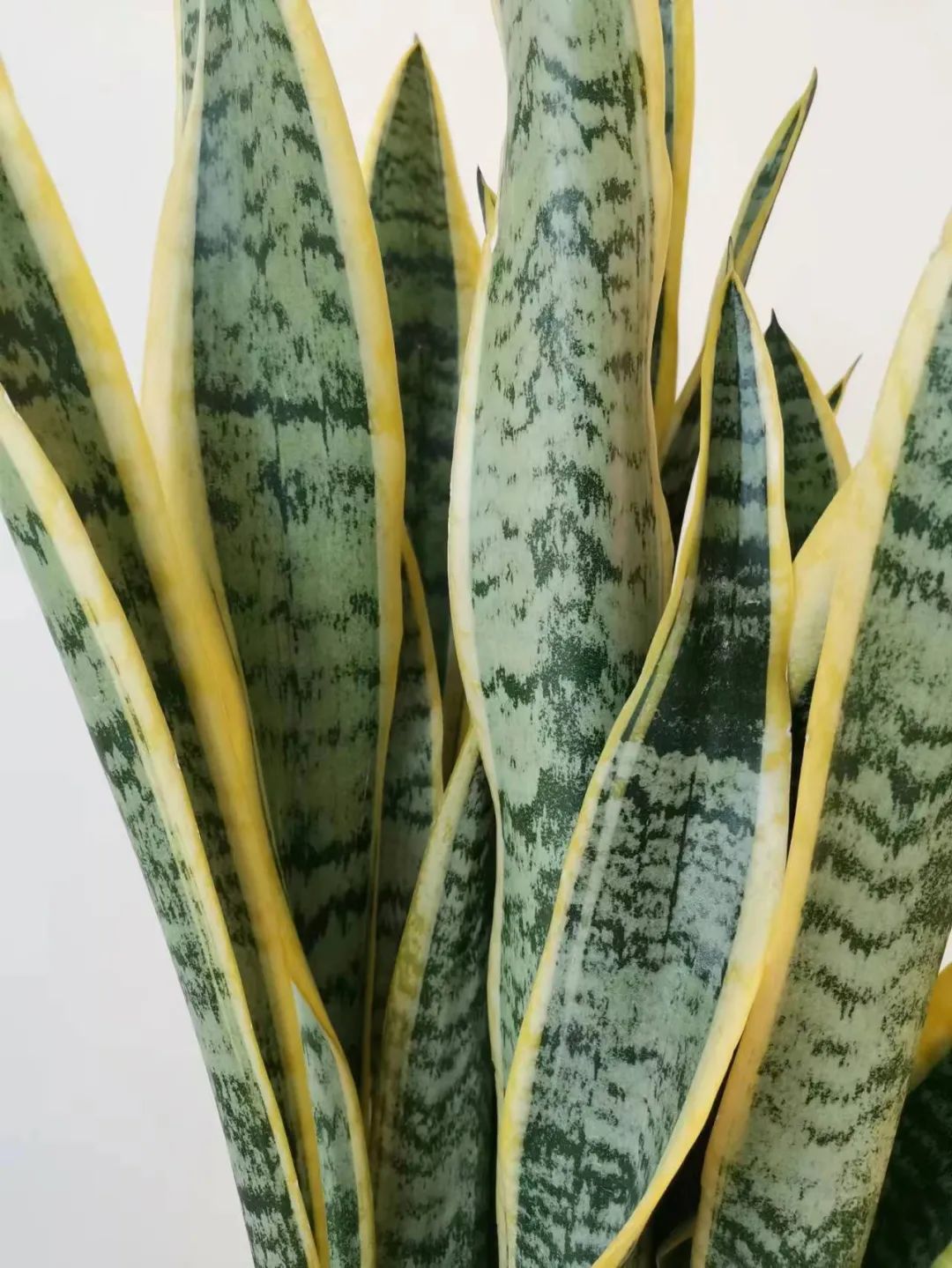 发财树绿萝吊兰怎么养怎么换盆,发财树绿萝金钱树这类花怎样养护