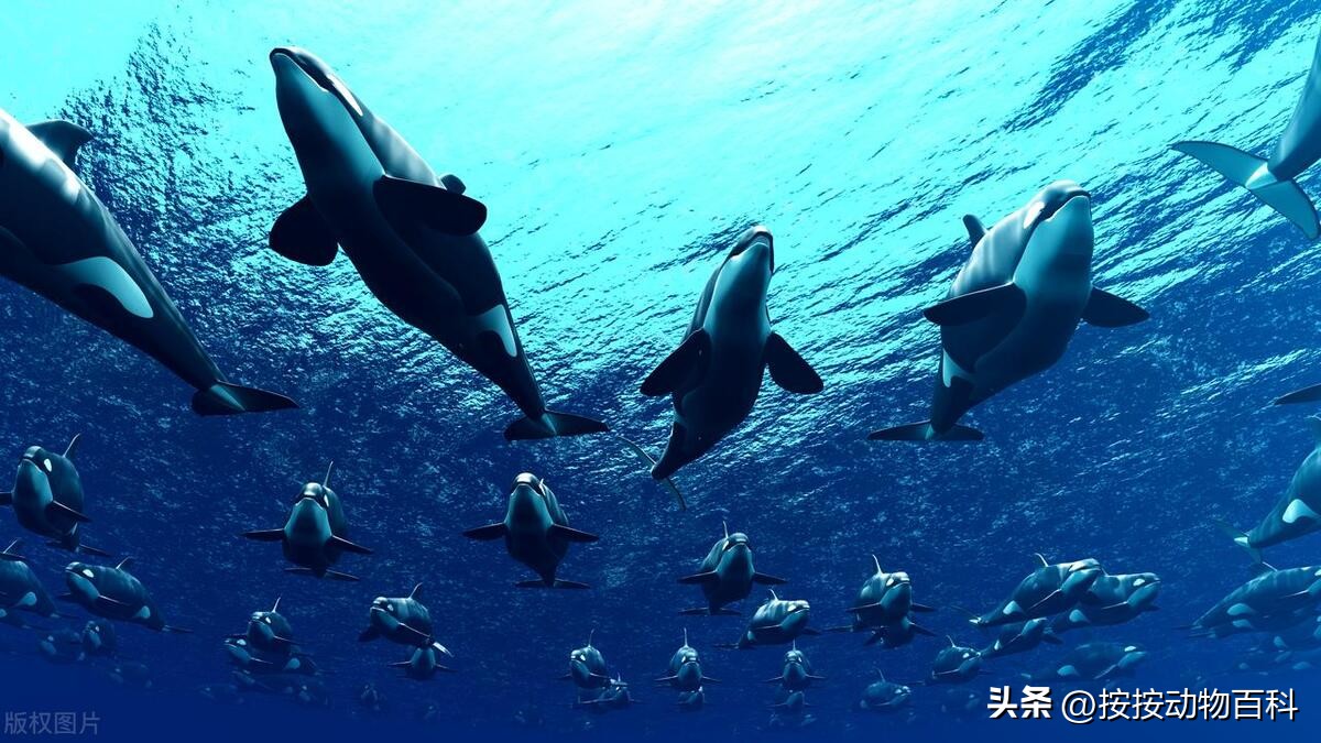 虎鲸是鲸豚类动物吗,虎鲸是最大的海豚科动物吗