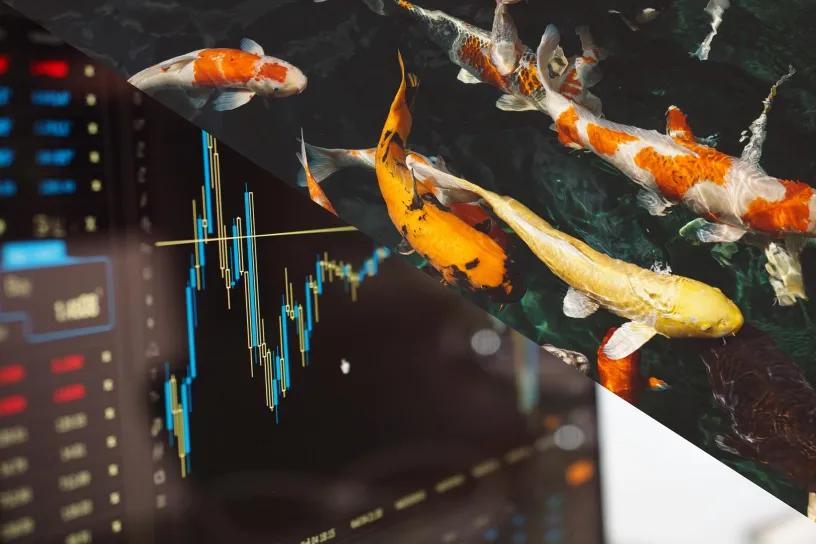 钓鱼与炒股,炒股不能养鱼吗