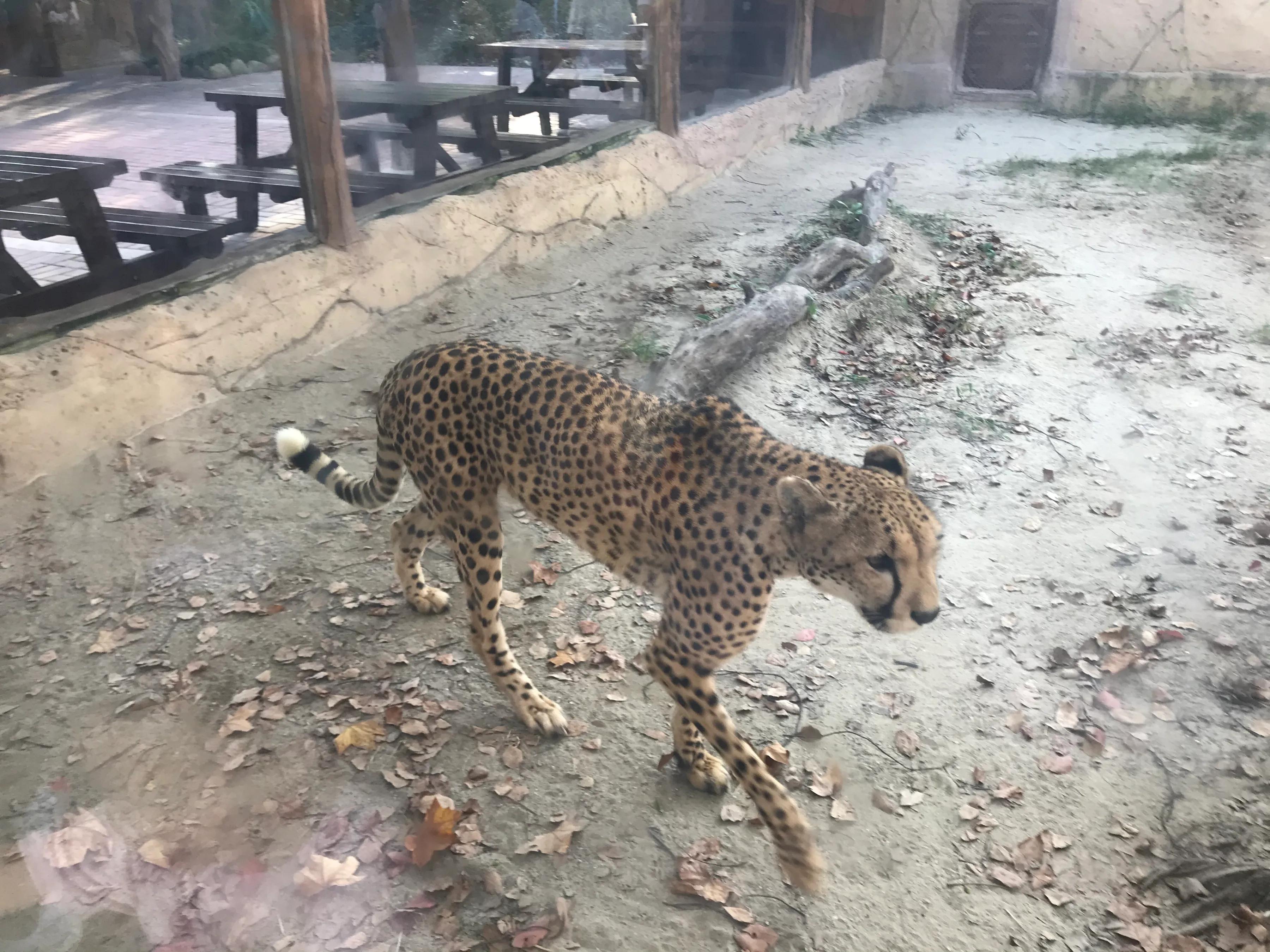 广州长隆野生动物园可以开车进吗,广州长隆野生动物园门票怎么预约