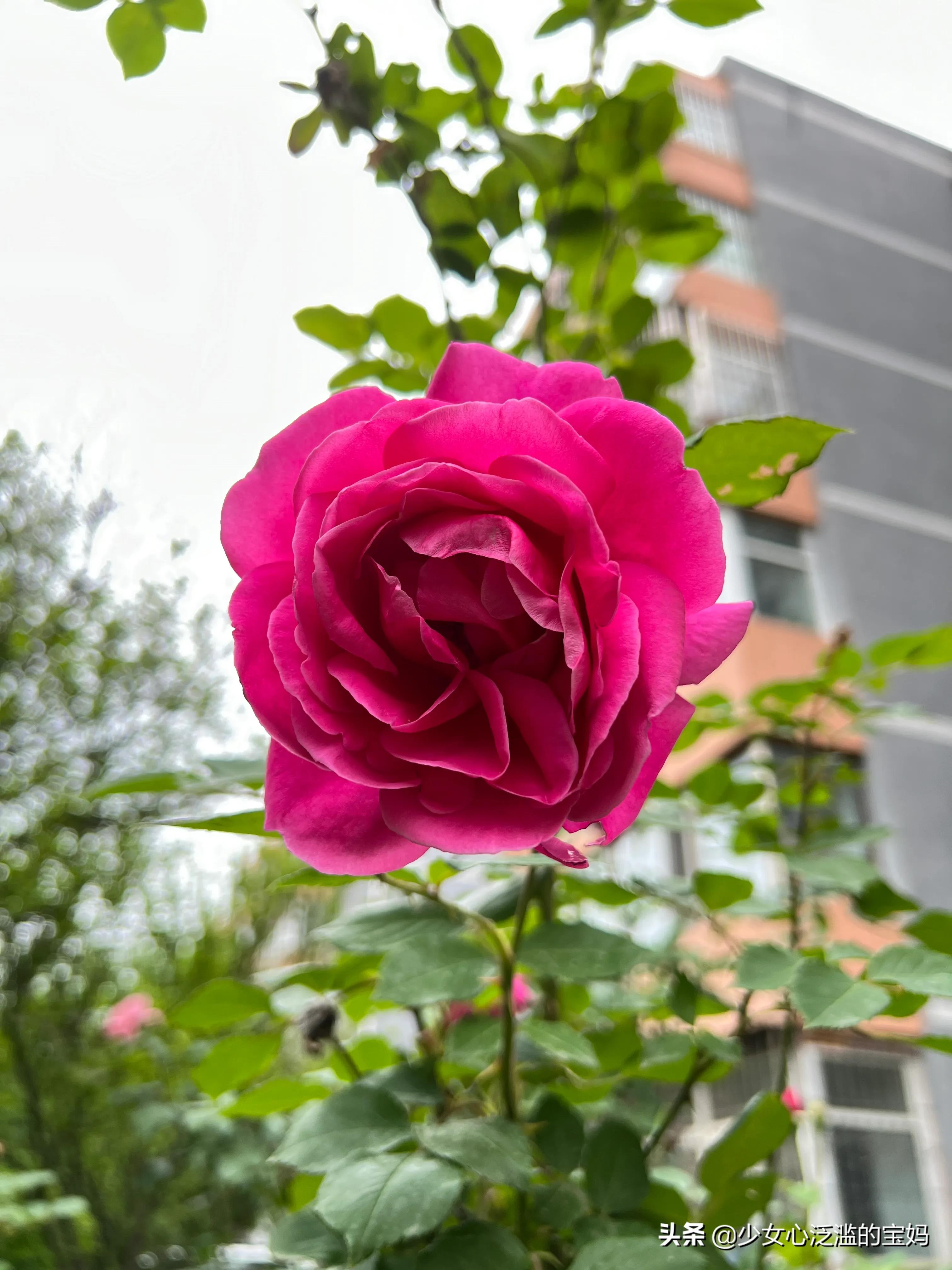 情人节送的玫瑰花怎么处理,情人节送仿真玫瑰花合适吗