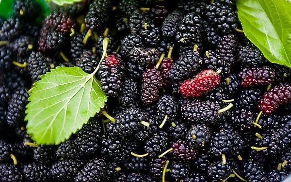 大妈用桑葚染发后续,大妈在家用桑葚染头发