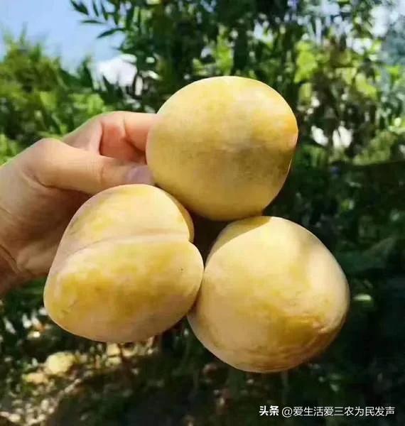 2018年最赚钱的种植项目,种植野菜亩产利润20万元以上