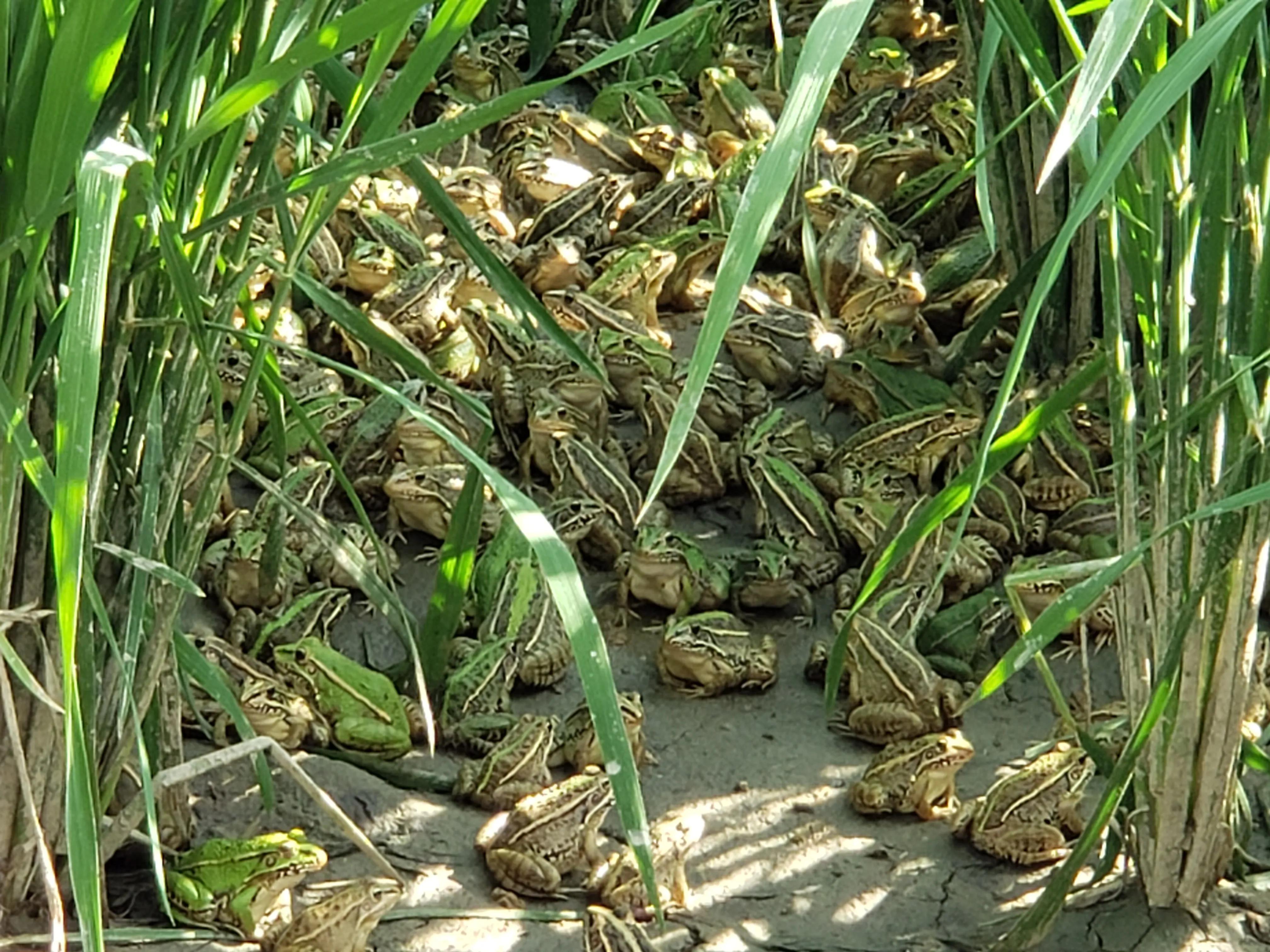 歪头斜眼怎么矫正,如何预防牛蛙歪头白眼