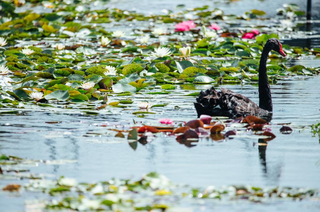 绚烂花海,绚烂花海现在还有吗