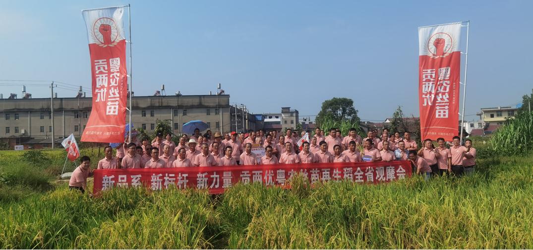 贡两优粤农丝苗再生稻,贡两优粤农丝苗有什么特性