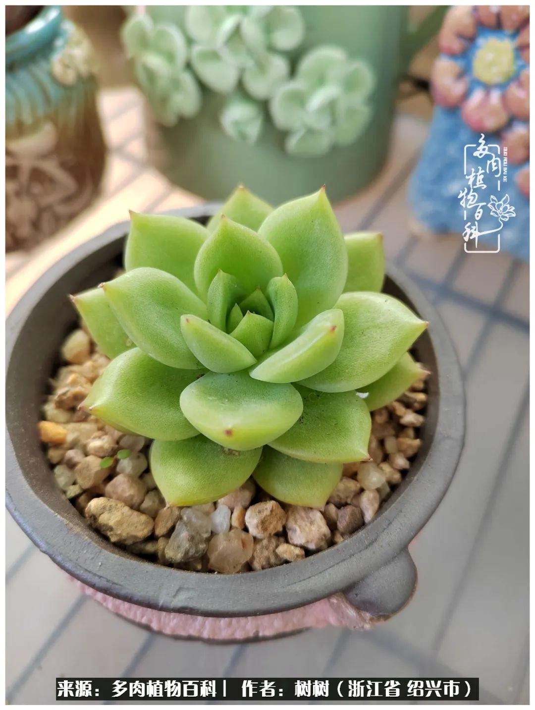 又临寒冬，暖阳下携手肉肉赏姹紫嫣红！