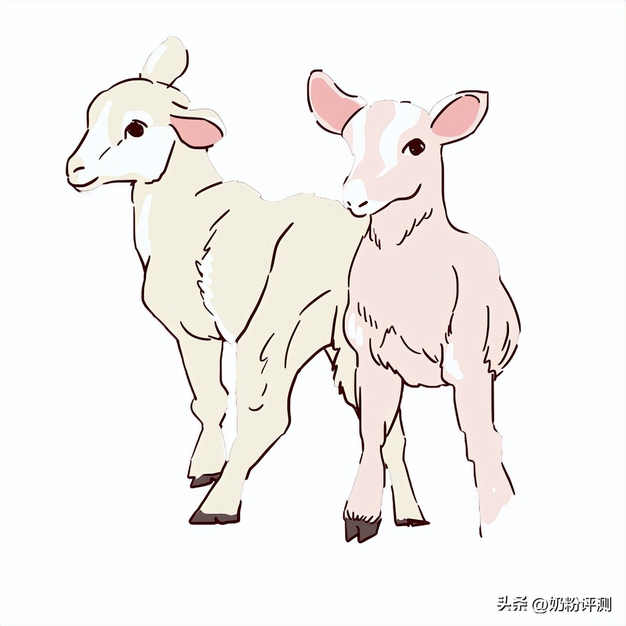 陕西羊奶排名第一名,奶山羊羊奶加工