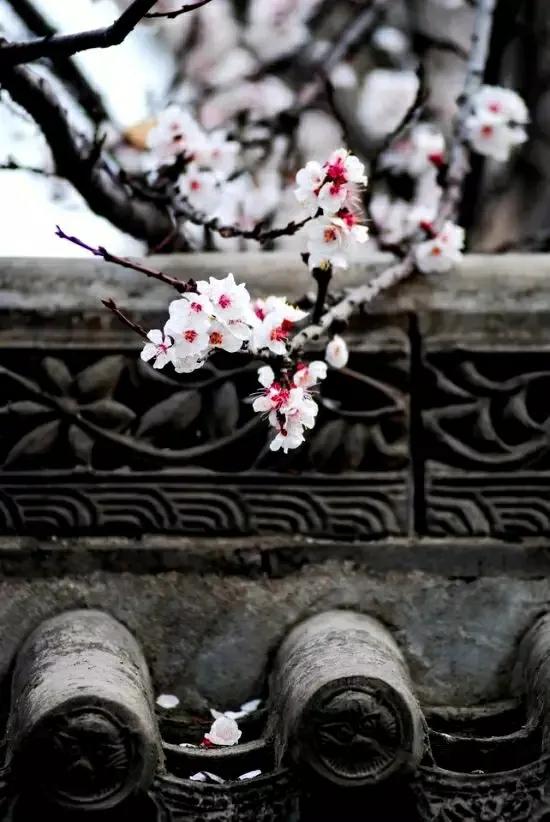 春天来了，“痴花”的您，来彩云之南做个“花吃”吧