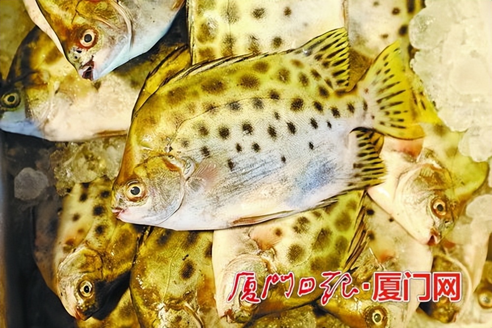 野生海鲜各种海鲜应有尽有,鲜活水产海鲜厦门