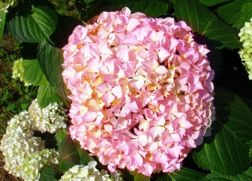 红苞喜林芋对猫咪有毒吗,什么植物对猫咪有毒