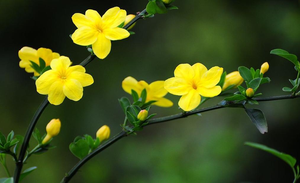 “外交女神”华春莹最飒的巾帼女将：优秀是习惯，微笑是力量