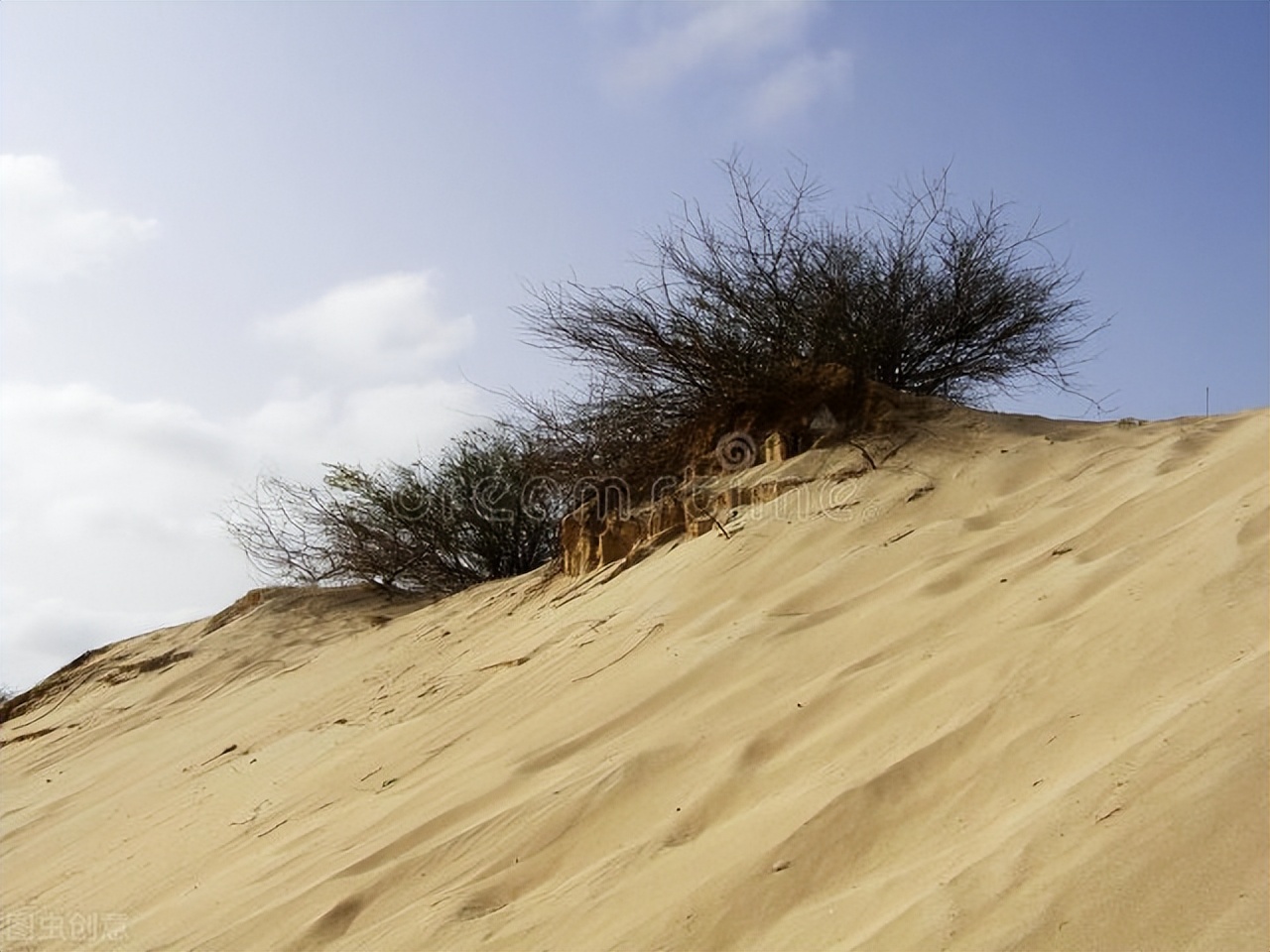 凉州词小学生版古诗,凉州词的古诗全篇