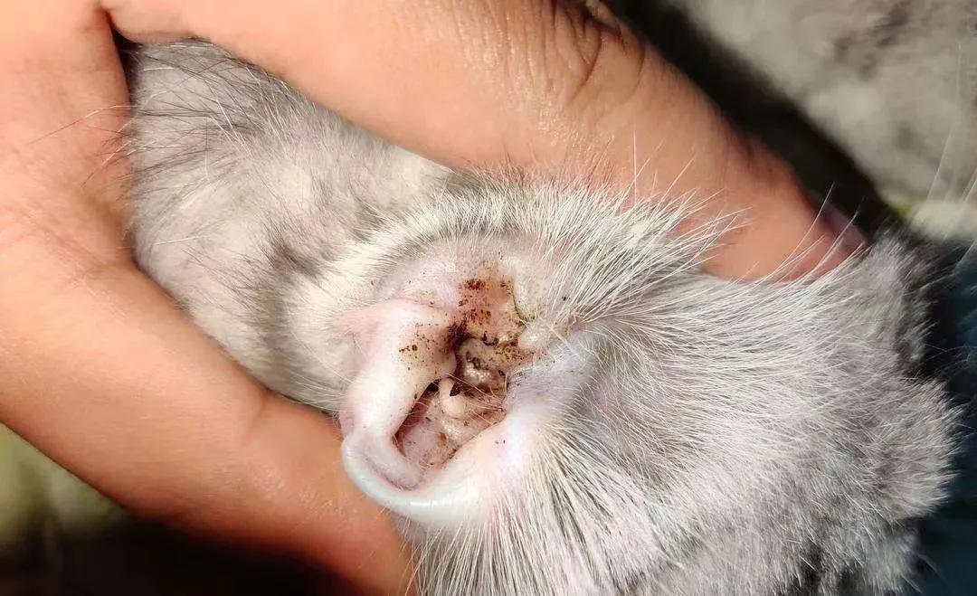 猫咪洗澡耳朵进水了怎么办,猫咪在宠物店洗澡做出的应激反应