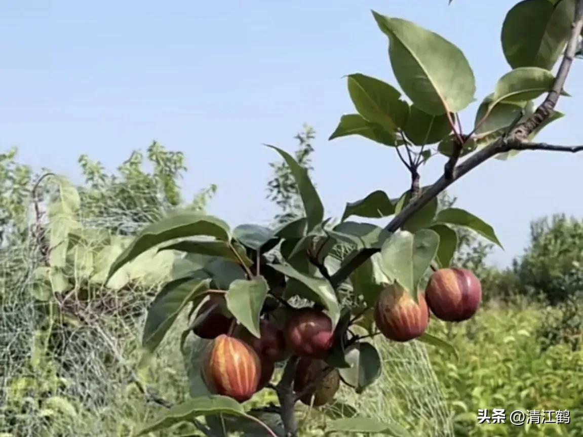 梨果病害图片大全,梨果不套袋病虫害防治技术
