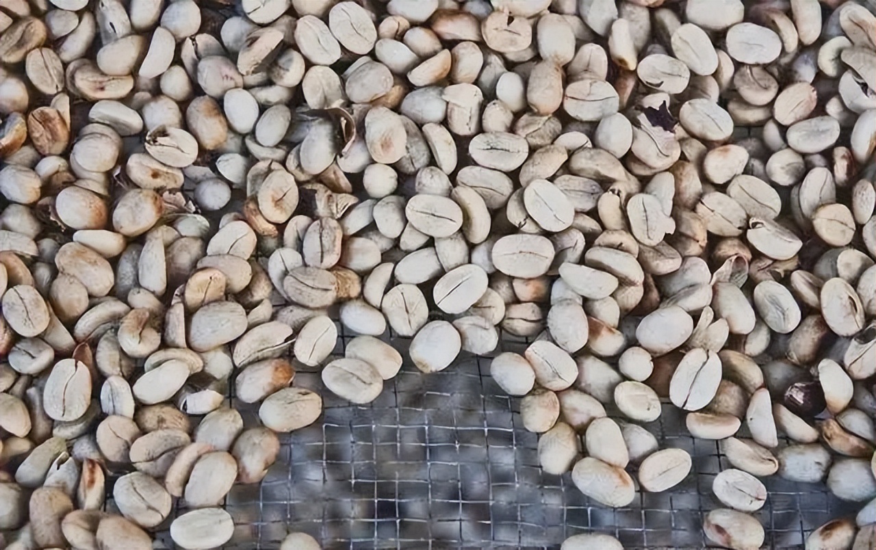 肯尼亚咖啡为什么酸,肯尼亚咖啡aa是什么品种