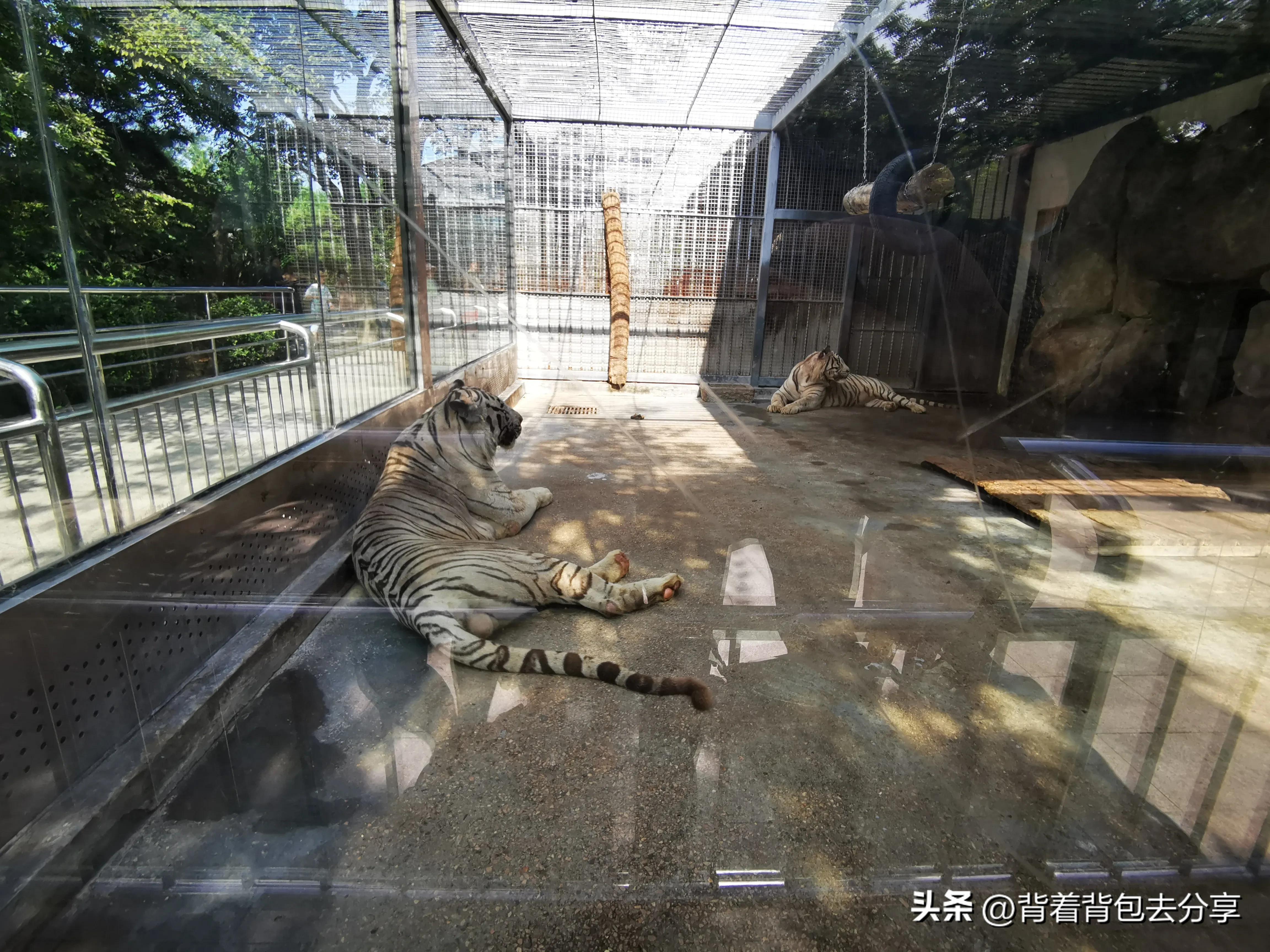 青岛大熊猫动物园8.5元门票预约,青岛动物园8.5元门票预约有熊猫吗