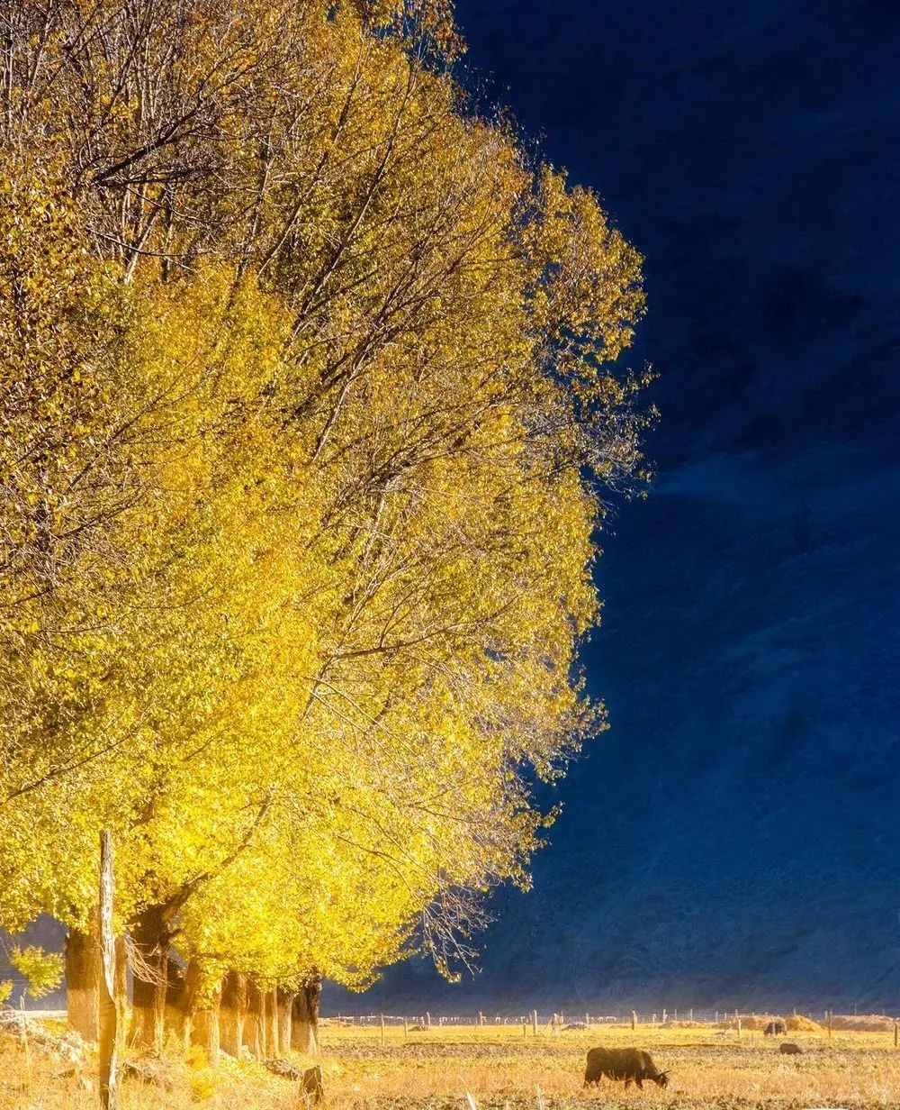 火出了圈,甘孜文旅局长化身侠客火出圈