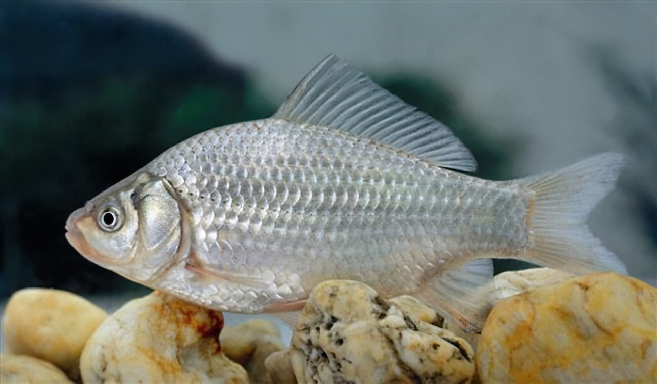 黑龙江三花五罗十八子图片,黑龙江名鱼三花五罗