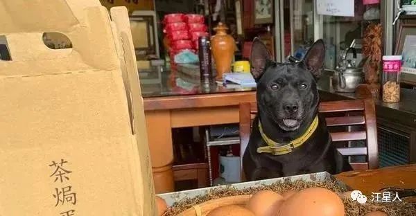 台湾社畜狗子，竟因为伙食不好一上班就摆臭脸