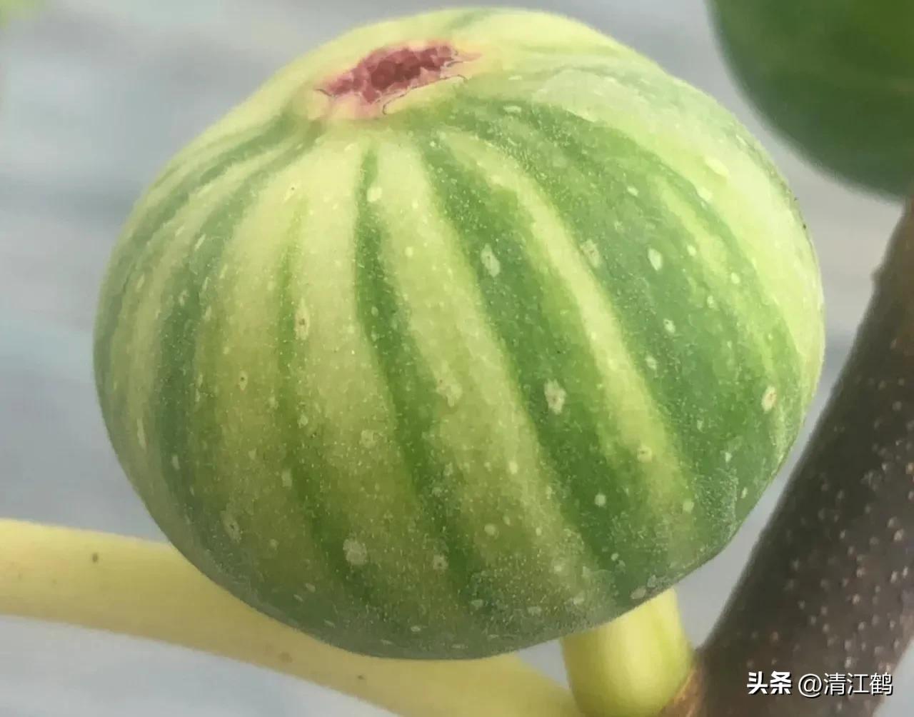 无花果的种植与管理治虫方法,无花果栽培到结果后怎样管理