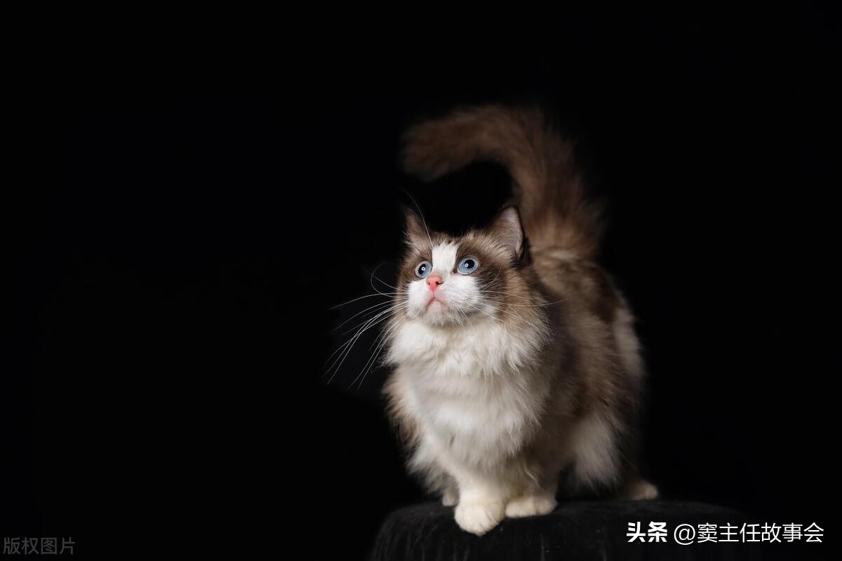 布拉多，农村亲戚投毒剖肚的故事