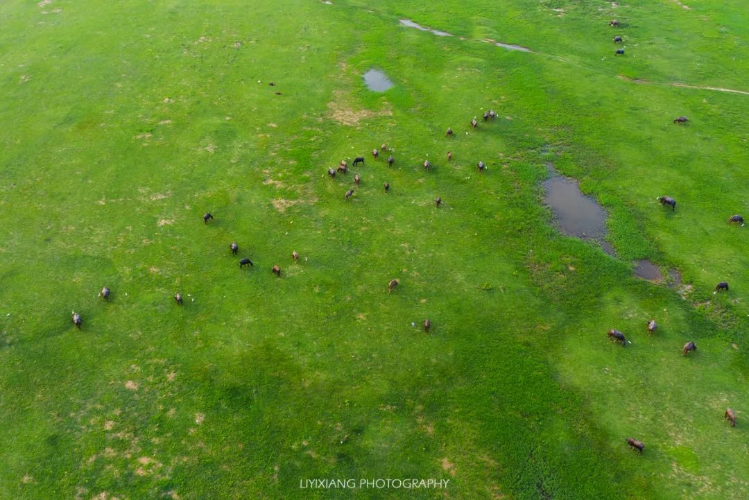 清远鸡什么地方最好,清远鸡冷知识