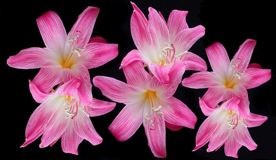 百合种类名称及图片及花语,可以入药的百合品种