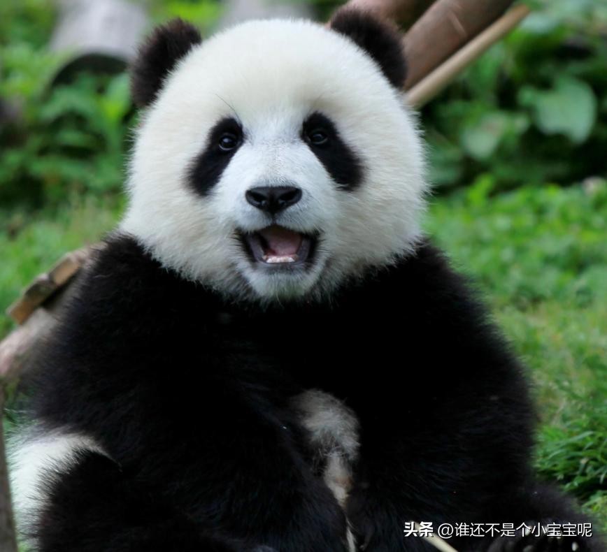 大熊猫皓月和花花,大熊猫花花有几个绯闻男友