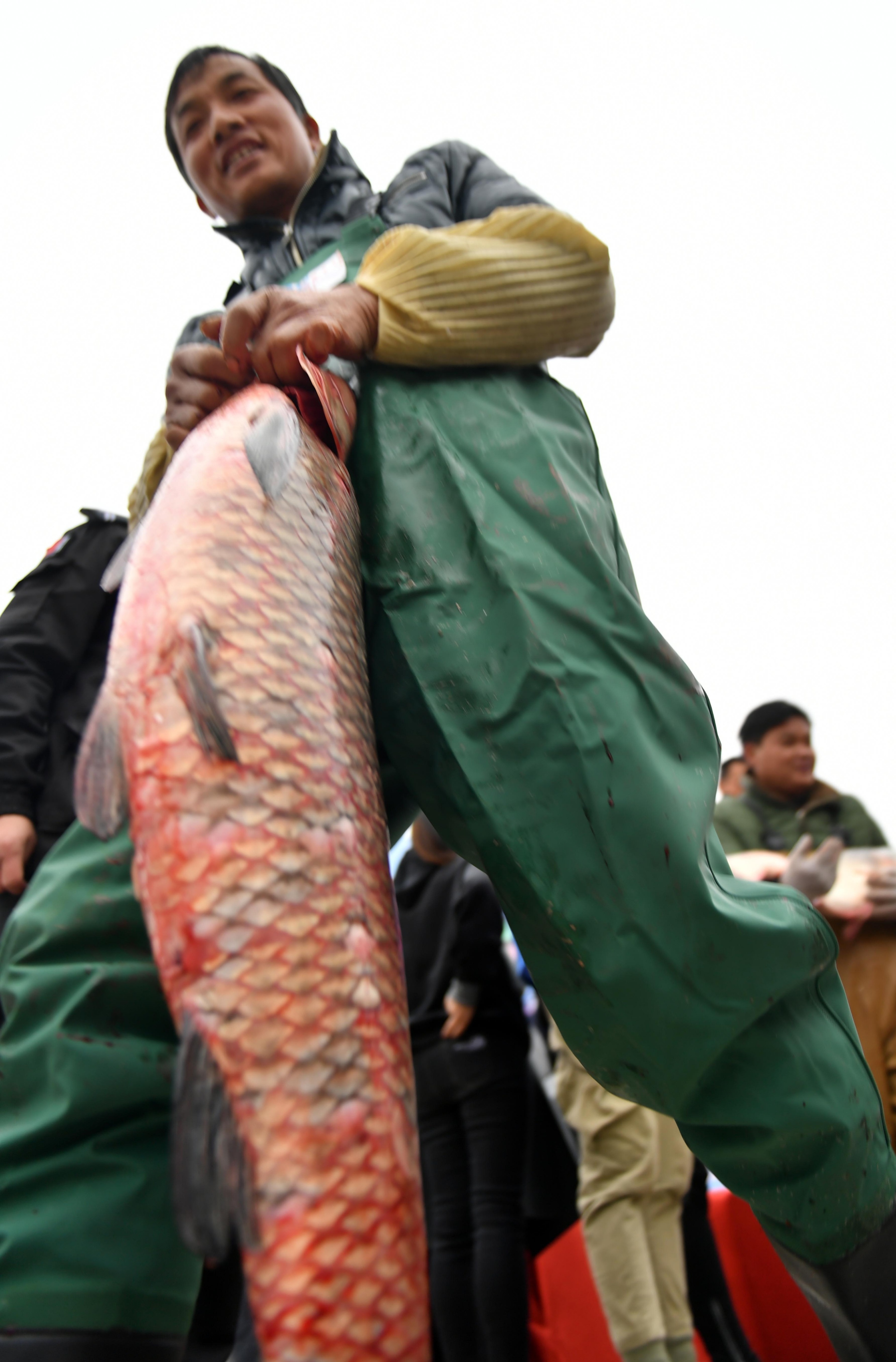 渔民抓到一条百万大鱼,渔民捕到重达几百斤的大鱼