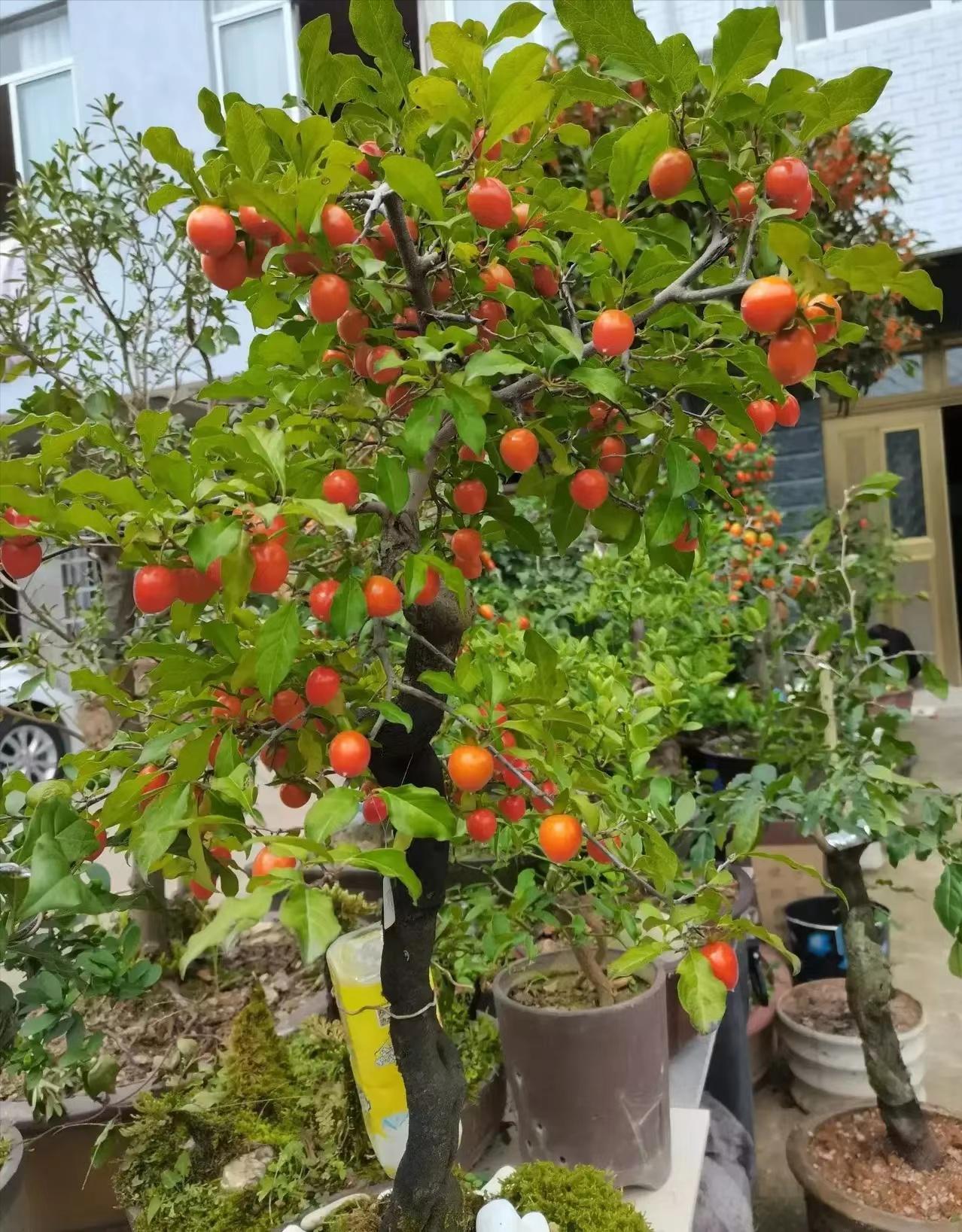庭院种8棵树风水寓意,8种院子树
