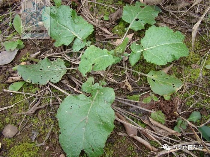 植物幼苗的发展过程详细,植物的幼苗在生长过程中