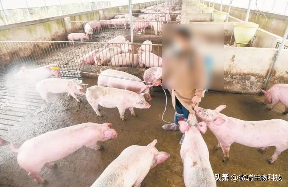 养猪场臭气怎么解决,猪舍臭气治理