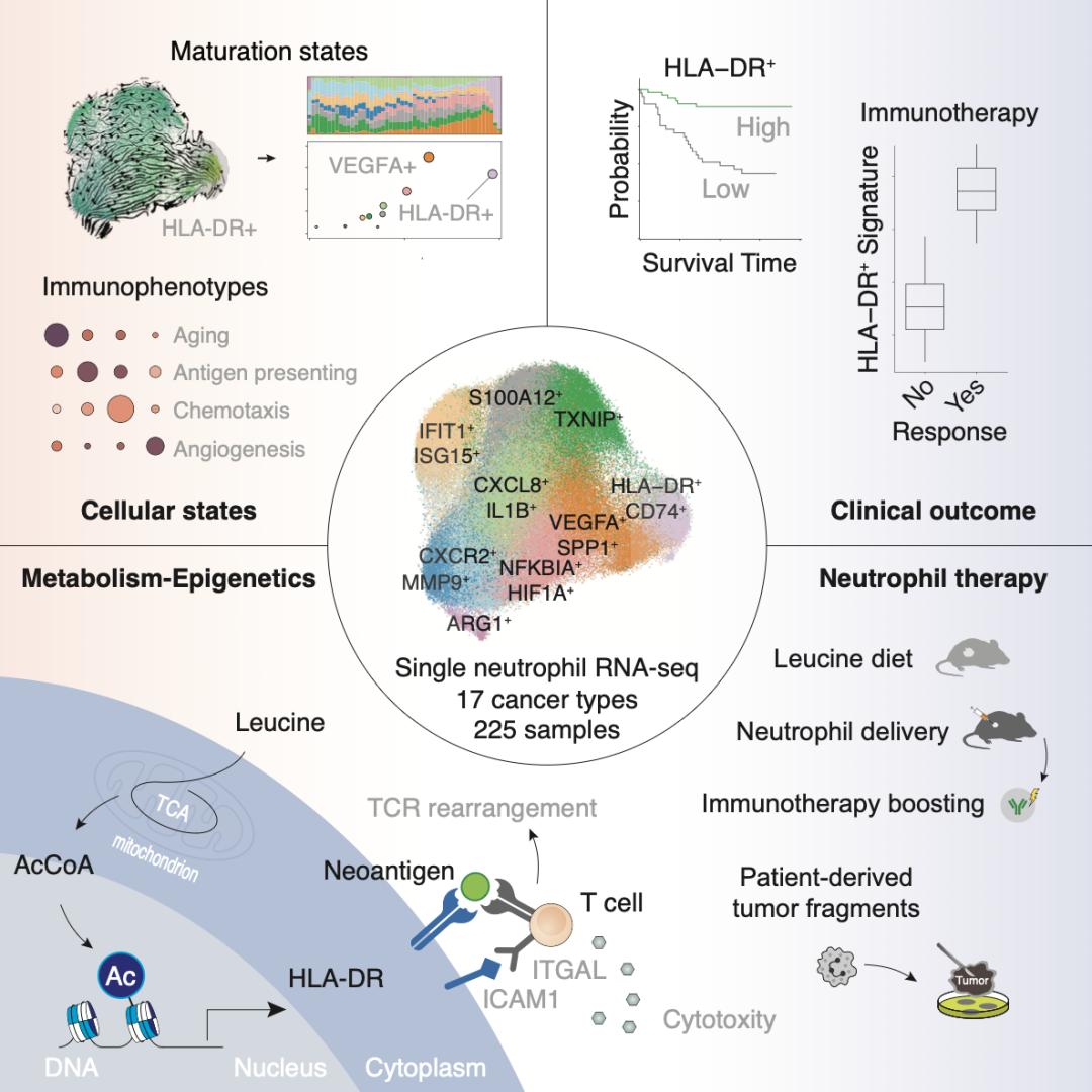 Cell丨樊嘉/高强/张晓明/杨力合作揭示中性粒细胞的抗肿瘤潜能：抗原提呈