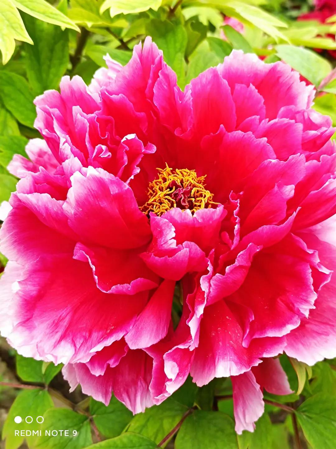 穿行在绿树和鲜花中，这辆开往春天的列车，你坐过了吗？