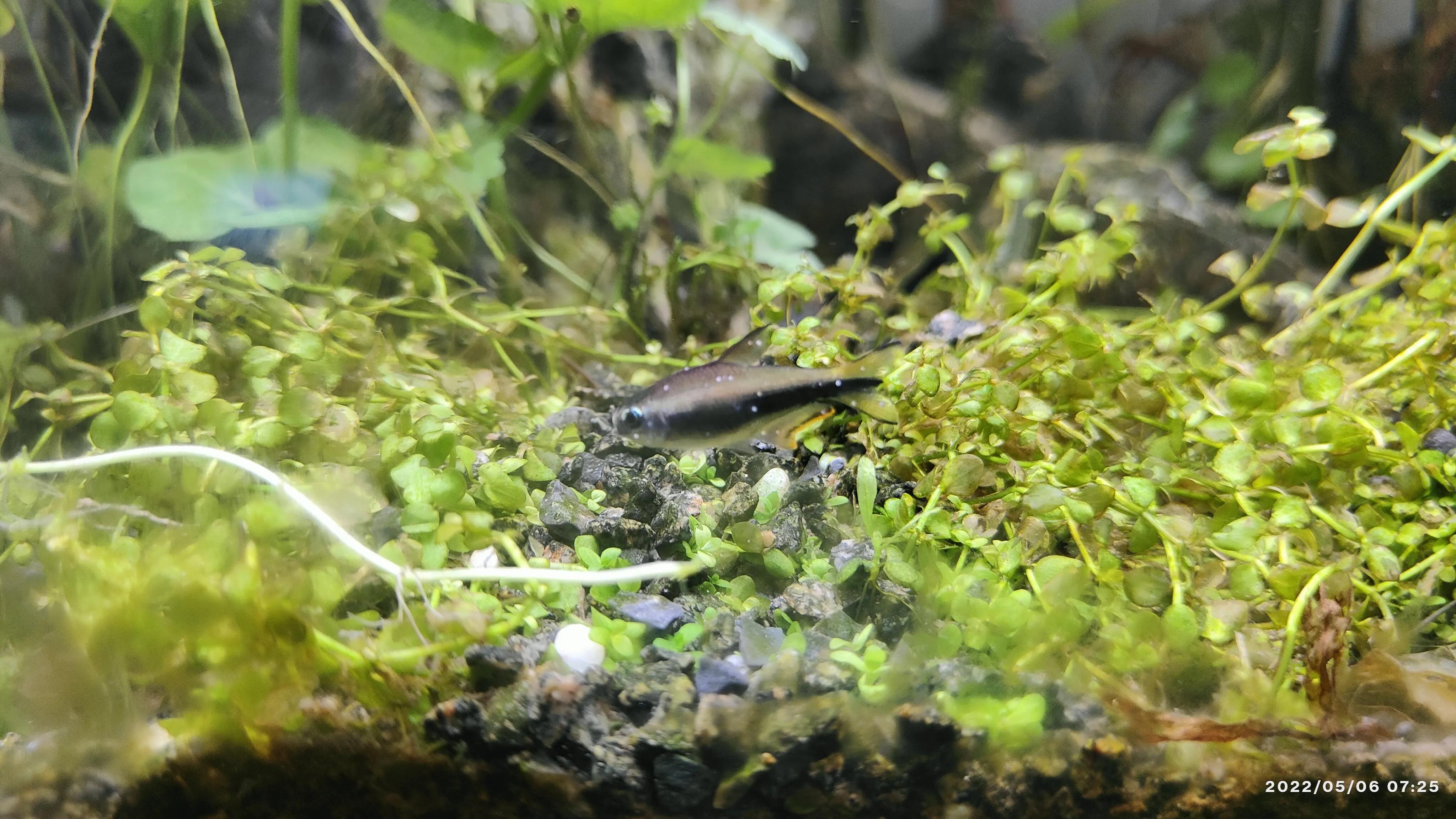 热带小鱼有白点病怎么办,小鱼得了白点病怎么办