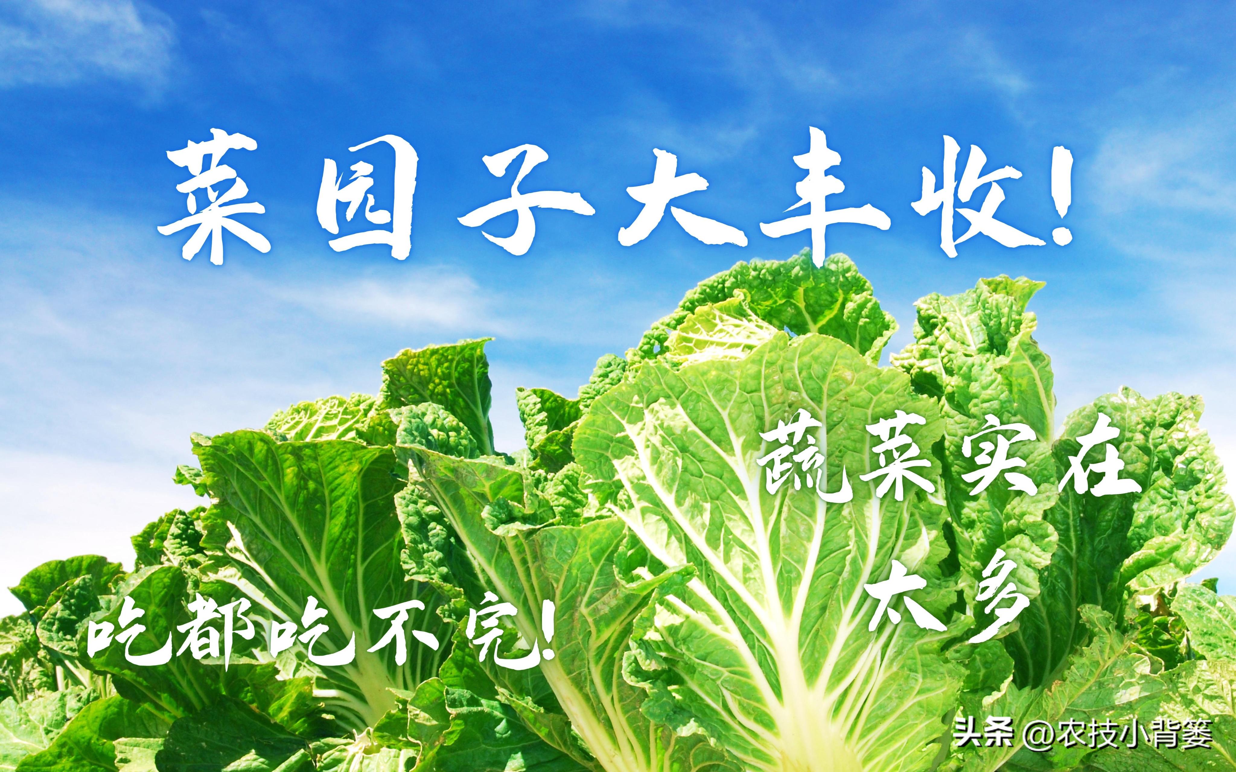 蔬菜种植前如何施肥,蔬菜高产施肥有技巧