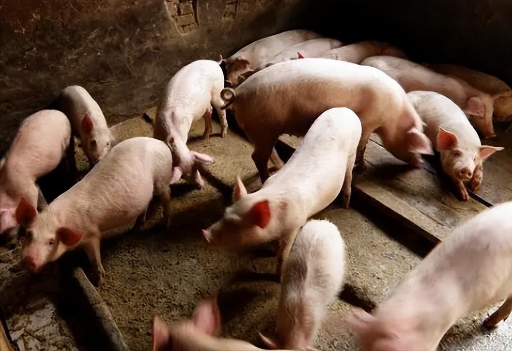 村民今年刚买100条小猪仔养猪，到底能赚多少钱？