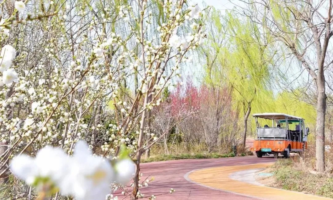 淄博春天赏花,淄博赏花时间表