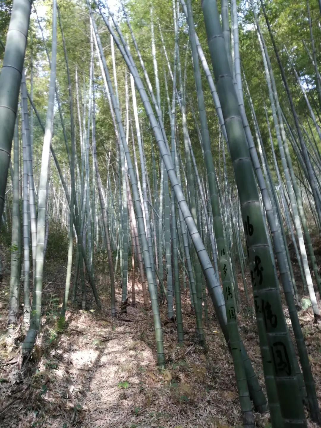 传统文化埭溪老街,古镇老街传统文化和现代时尚潮流