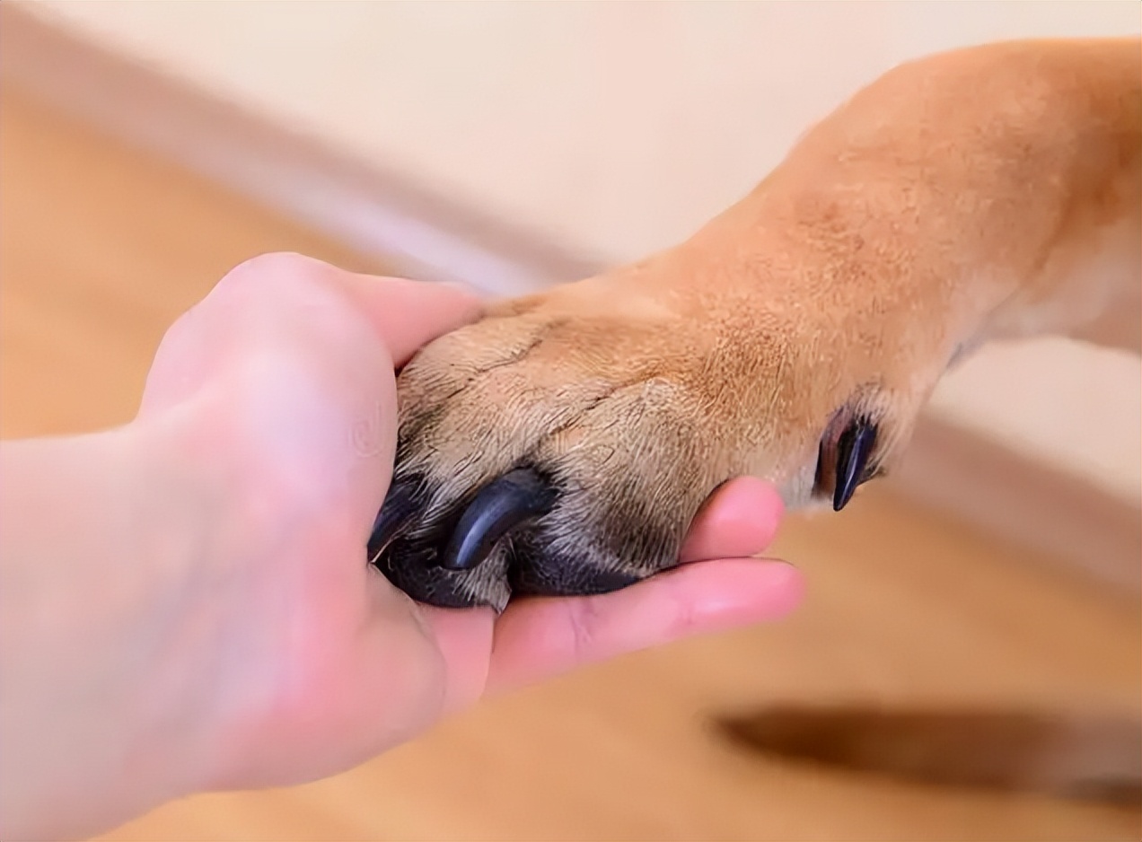 挑选温顺的土狗,性格温顺的短腿土狗是什么品种