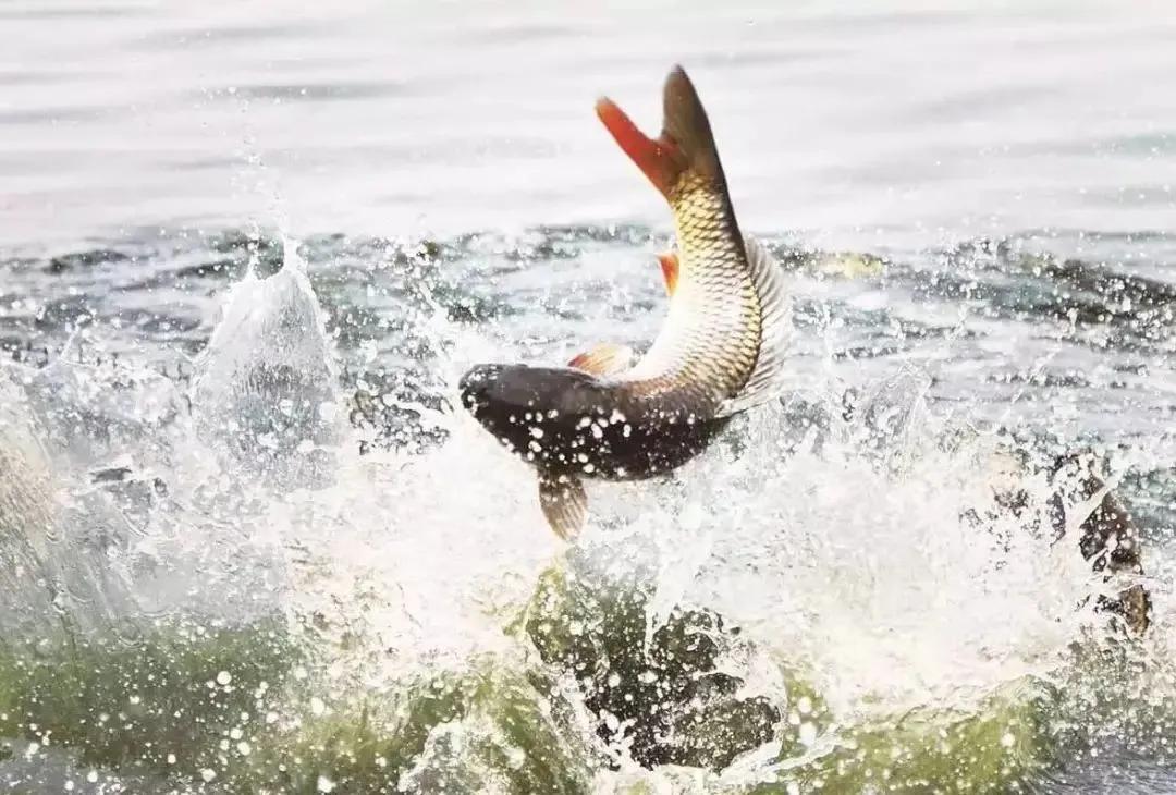 别惦记秦岭了，这条黄河边的观光路，全是旅游爱好者的“硬菜”
