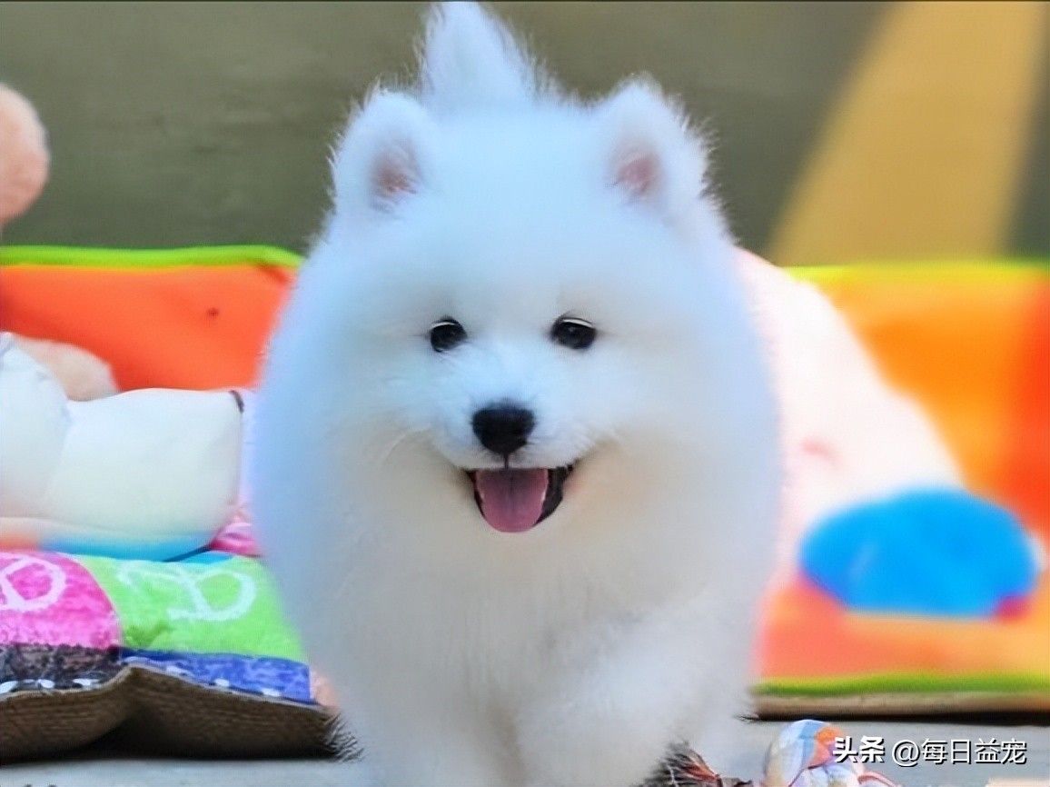 萨摩耶被这样对待，路人都看不下去了，这么好的狗可惜了