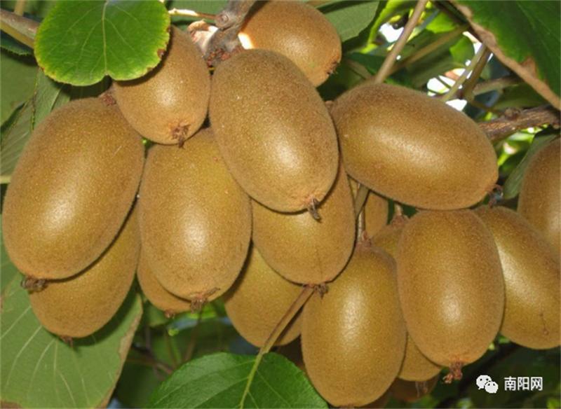 你好,我叫南阳,这是我的简历