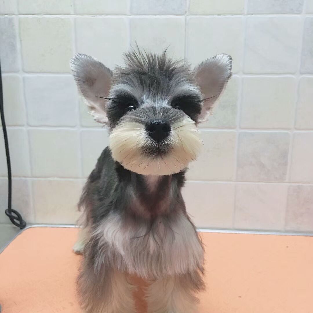 黑银迷你雪纳瑞的优缺点,标准雪纳瑞犬的9大优缺点