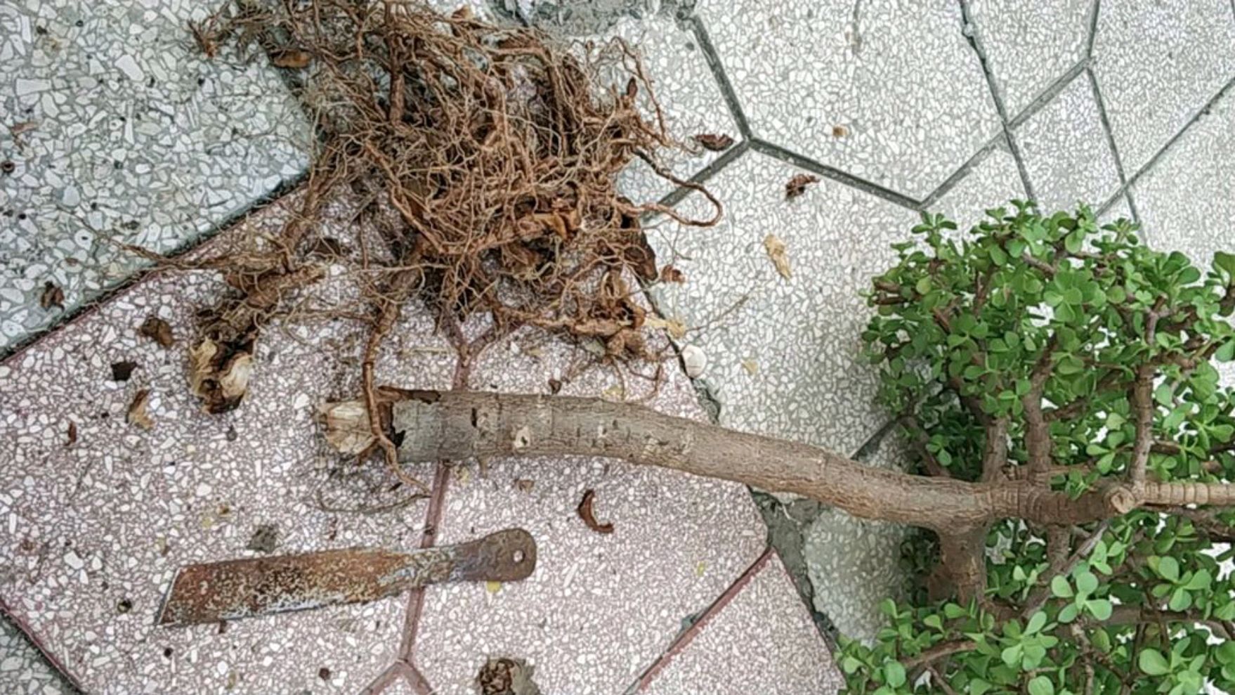 被水浇死的盆栽,容易浇死的植物