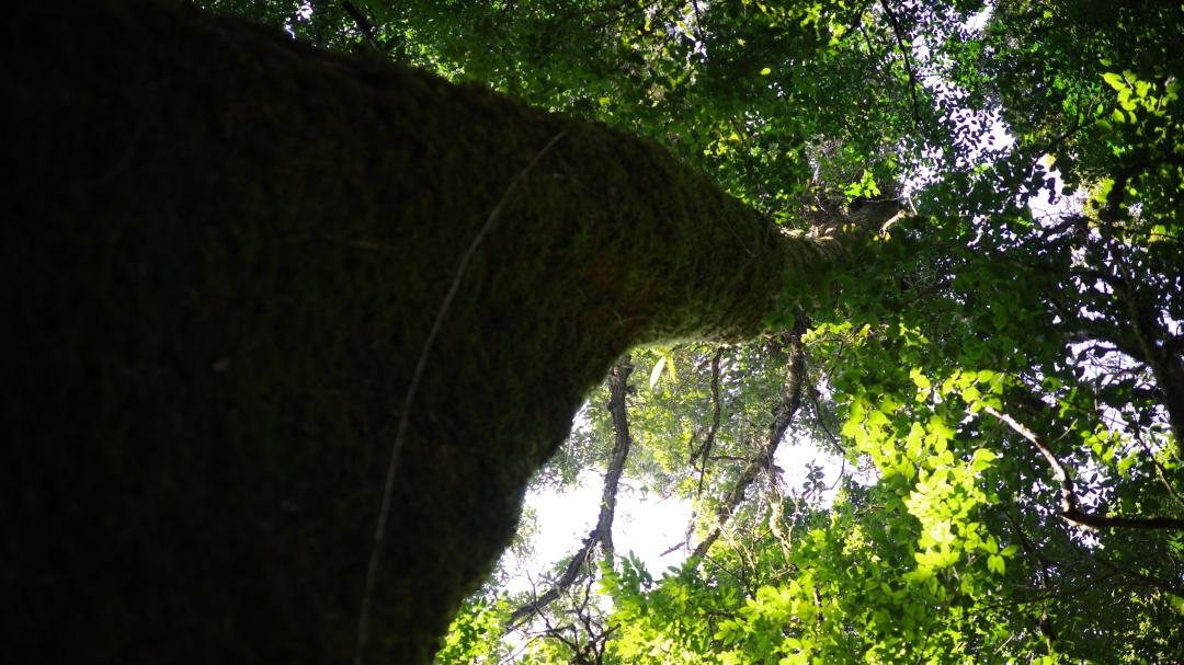 内含物质高达52％的茶种，竟然在云南？|2023茶山播报06